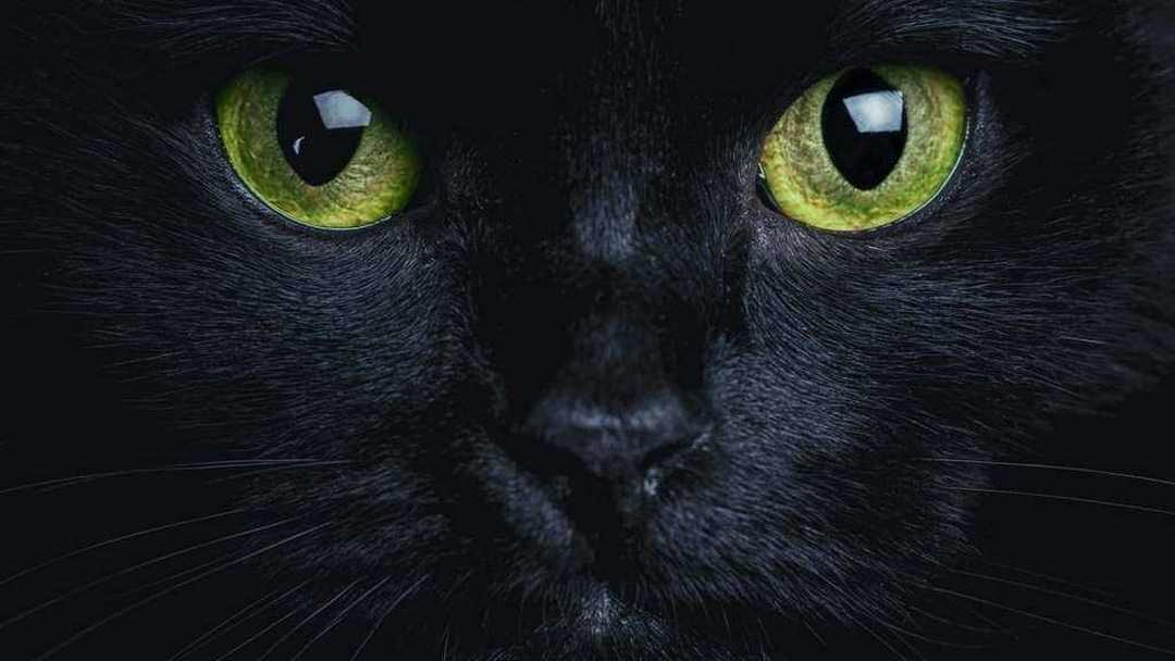 Mèo đen trong giấc mơ mang ý nghĩa gì?