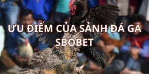 Sảnh cá cược đá gà Sbobet thu hút hàng nghìn thành viên